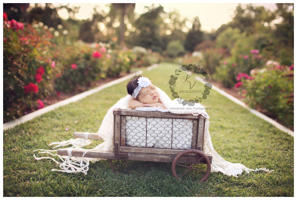 outdoor newborn in rose garden
