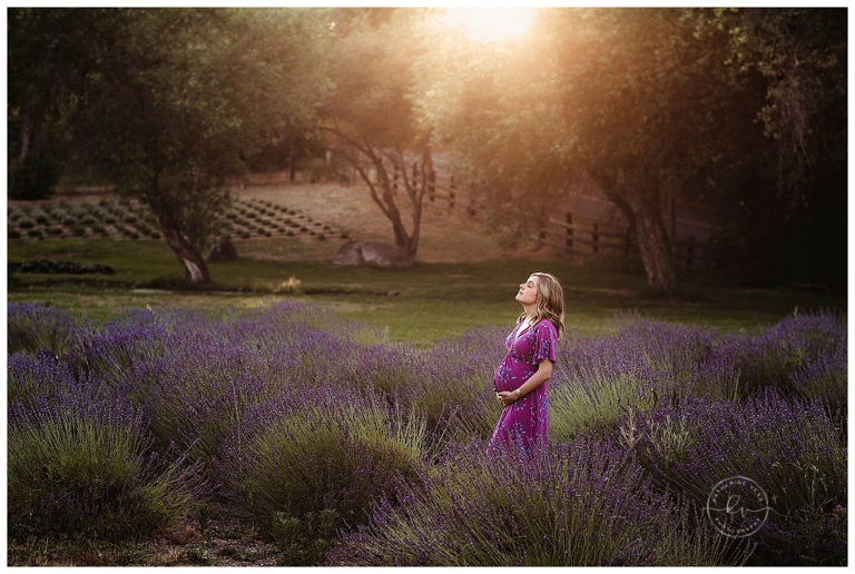 lavender-fields-at-sunset-maternity-photographer-Sacramento-CA